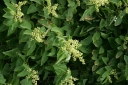 sklep ogrodniczy - Berchemia racemosa C2/80-100cm