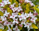 sadzonki -  Wawrzynek Burkwooda GOLDEN TREASURE Daphne x burkwoodii /P9