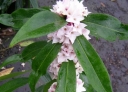 sklep ogrodniczy -  Wawrzynek PERFUME PRINCESS® Daphne P13/20-30cm *K21