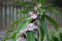sklep ogrodniczy - Wawrzynek PERFUME PRINCESS® Daphne P13/20-30cm *K21