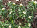 rośliny ozdobne - Wawrzynek WHITE QUEEN Daphne -balot/80-100cm