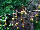 sklep ogrodniczy - Davidia chińska CRIMSON SPRING Davidia involucrata C9/1,4-1,6m *K11