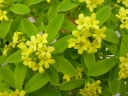 sklep ogrodniczy - Wawrzynek gemmata 7-letni Daphne gemmata C2/30-40cm *K13