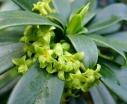 rośliny ogrodowe -  Wawrzynek laureola Daphne laureola C5/40-50cm