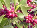 sklep ogrodniczy - Wawrzynek laureola Daphne laureola C5/40-50cm