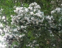 rośliny ogrodowe - Eucryphia Moorei C2/40cm