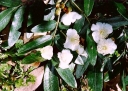 sklep ogrodniczy - Eucryphia Moorei C2/40cm