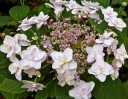 sadzonki -  Hortensja otulona TOKADO YAMA Hydrangea involucrata /C3 *10