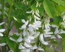 rośliny ogrodowe -  Indygowiec Kiryłowa ALBA Indigofera kirilowii /C1,5