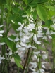rośliny ogrodowe - Indygowiec Kiryłowa ALBA Indigofera kirilowii /C1,5