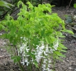rośliny ozdobne - Indygowiec Kiryłowa ALBA Indigofera kirilowii /C1,5