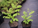 rośliny ozdobne - Indygowiec Kiryłowa ALBA Indigofera kirilowii /C1,5