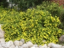 sadzonki - Pięciornik krzewiasty Goldfinger (Potentilla fruticosa Goldfinger) P11