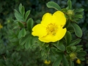 sklep ogrodniczy - Pięciornik krzewiasty Goldfinger (Potentilla fruticosa Goldfinger) P11