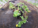 rośliny ozdobne - Pięciornik krzewiasty Goldfinger (Potentilla fruticosa Goldfinger) P11