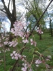 sadzonki - Kłokoczka ROSEA Staphylea holocarpa C5/40-60cm