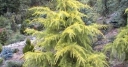 rośliny ogrodowe - Cedr himalajski VINK'S GOLDEN Cedrus deodara C5/80-100cm