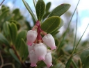 sadzonki - Mącznica lekarska Arctostaphylos uva-ursi /PC1,5 *K19