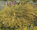 rośliny ogrodowe -  Żarnowiec VANESSE na PNIU Szczodrzeniec Cytisus scoparius C5/Pa 60(100)cm *TL