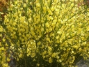 sadzonki - Żarnowiec VANESSE na PNIU Szczodrzeniec Cytisus scoparius C5/Pa 60(100)cm *TL