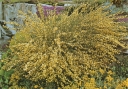 sklep ogrodniczy - Żarnowiec VANESSE na PNIU Szczodrzeniec Cytisus scoparius C5/Pa 60(100)cm *TL
