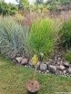sadzonki - Żarnowiec VANESSE na PNIU Szczodrzeniec Cytisus scoparius C5/Pa 60(100)cm *TL