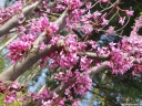 rośliny ozdobne -  Judaszowiec kanadyjski (Cercis canadensis) C2/60-80cm *K21