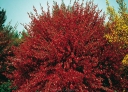 sklep ogrodniczy -  Żarnowiec BOSKOOP RUBY na PNIU Cytisus C5/Pa60(100)cm *K10