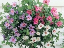 rośliny ozdobne -  Ketmia syryjska TRICOLOR Hibiscus syriacus C4,5/40-60cm *3