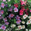 sadzonki - Ketmia syryjska TRICOLOR Hibiscus syriacus C4,5/40-60cm *3
