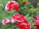 rośliny ozdobne -  Piwonia drzewiasta SHIMA NISHIKI Paeonia /P14 *K16
