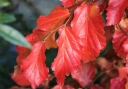 sadzonki - Parocja kolumnowa PERSIAN SPIRE ‘JLPN01’PBR Parrotia persica C3/30-40cm *K6