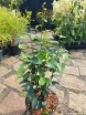 sklep ogrodniczy - Parocja kolumnowa PERSIAN SPIRE ‘JLPN01’PBR Parrotia persica C3/30-40cm *K6