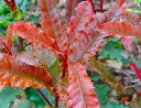 rośliny ozdobne -  Głogownik czekoladowy CRUNCHY® 'Rev100' Photinia serratifolia C2/50cm