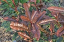 rośliny ogrodowe - Głogownik czekoladowy CRUNCHY® 'Rev100' Photinia serratifolia C2/50cm