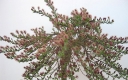 sadzonki -  Wierzba arktyczna YALTA® na PNIU Salix arctica C4/Pa80(100)cm