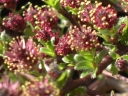 rośliny ogrodowe - Wierzba arktyczna YALTA® na PNIU Salix arctica C4/Pa80(100)cm