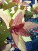 sklep ogrodniczy -  Tawuła japońska Goldflame (Spiraea japonica Goldflame) /C2