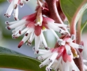 rośliny ogrodowe -  Sarcococca humilis WINTER GEM 'Pmoore03' PBR C1,5/30-40cm *T61-63