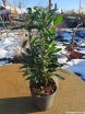 sadzonki - Sarcococca humilis WINTER GEM 'Pmoore03' PBR C1,5/30-40cm *T61-63