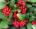 sadzonki -  Skimmia japońska TEMPTATION PBR C2/20cm