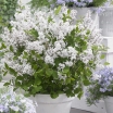 rośliny ozdobne  Lilak FLOWERFESTA® WHITE na PNIU Syringa C3/Pa60(120)cm *K6