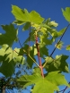 rośliny ozdobne  Klon wielkolistny Acer macrophyllum C2/20cm *13