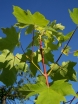 rośliny ozdobne -  Klon wielkolistny Acer macrophyllum C2/50-60cm *K11