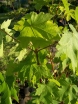 sklep ogrodniczy - Klon wielkolistny Acer macrophyllum C2/50-60cm *K11