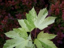 sklep ogrodniczy -  Klon jawor Simon-Louis Freres Acer pseudoplatanus C2/20-40cm