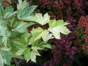 rośliny ogrodowe - Klon jawor Simon-Louis Freres Acer pseudoplatanus C2/20-40cm
