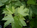 sklep ogrodniczy - Klon jawor Simon-Louis Freres Acer pseudoplatanus C2/20-40cm