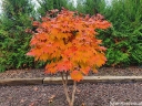 rośliny ogrodowe -  Klon japoński ACONITIFOLIUM Acer japonicum C5/30-40cm *K15