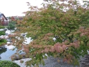 rośliny ogrodowe - Klon japoński ACONITIFOLIUM Acer japonicum C5/30-40cm *K15